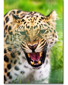 Roar of a Leopard