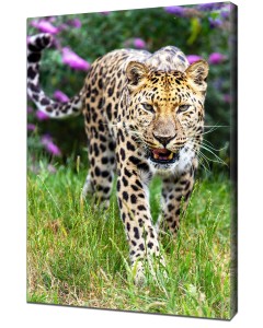 Amur leopard stalking its prey