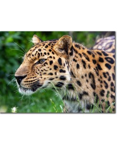 Amur leopard contemplative portrait