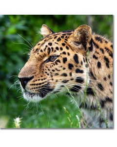 Amur leopard contemplative portrait
