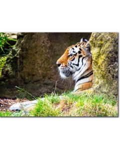 Amur Tiger resting at the entrance to a mountain cave