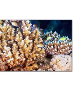 Arabian Chromis poised alluringly by corals