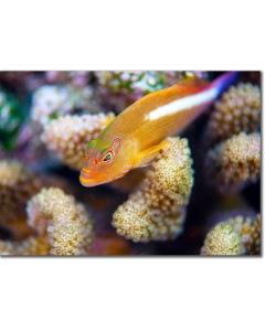 Arc-Eye Hawkfish hiding in Acropora coral
