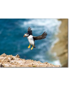 Atlantic Puffin displayed as it lands adroitly on a cliff