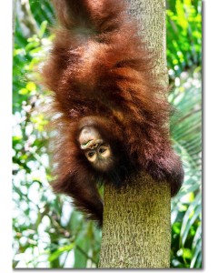 Bornean Orangutan hanging upside down