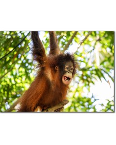 Hanging around - Bornean Orangutan playing