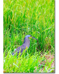 Tiger heron with snake poster