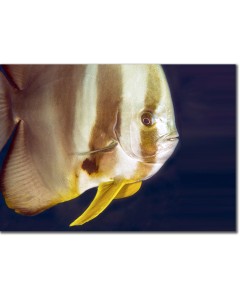 Batfish framed poster