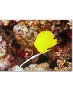Big Longnose Butterflyfish foraging for invertebrates