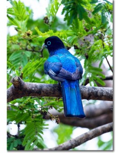 Trogon perched on an Acacia