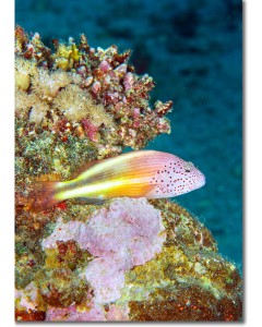 Black-sided hawkfish barely discernible from soft corals