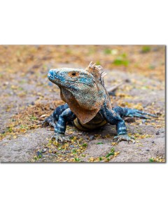 Giant of the beach - Black Spiny-tailed Iguana