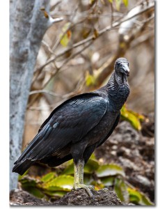American black vulture, scavenger of the tropical dry forest