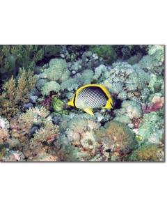 Blackback Butterflyfish swimming over soft corals