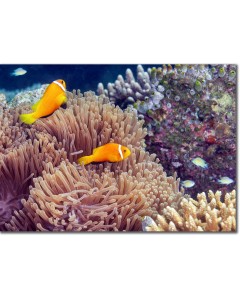 Pair of Clownfish (anemonefish) guarding their anemone