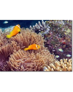 Pair of Clownfish (anemonefish) guarding their anemone