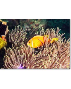 Clownfish ensconced in a Magnificent Anemone