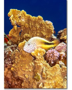Blackside Hawkfish perched in a coral nook