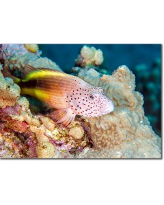 Blackside Hawkfish