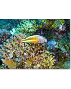 Freckled Hawkfish perched within an array of colourful corals