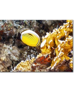 Butterflyfish feeding on fire coral polyps