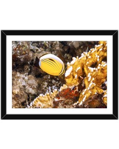 Butterflyfish feeding on fire coral polyps