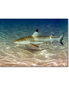 Blacktip Reef Shark over the sands, along the periphery of a coral reef