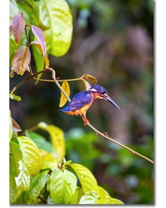 Kingfisher perched in the rainforest foliage