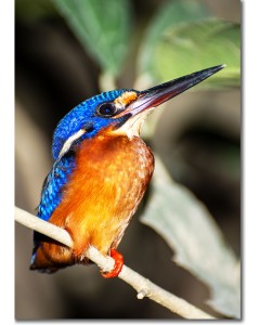 Blue-eared Kingfisher by a river in Borneo