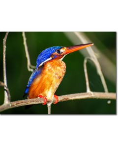 Blue-eared Kingfisher lit by the sunset,Framed photographic poster,Canvas photo print