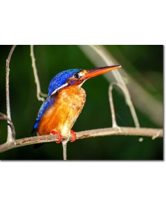 Blue-eared Kingfisher lit by the sunset,Framed photographic poster,Canvas photo print