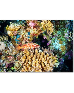 Blue Spotted Rock Cod perched on a colourful