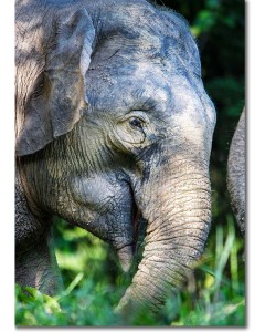Borneo Elephant grazing in the rainforest