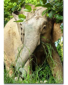 Pygmy Elephant peeping out from the rainforest