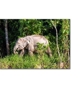 Elephant strolling by a rainforest riverbank