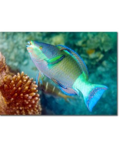 Bridled Parrotfish displaying its rainbow of colours