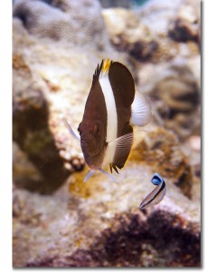 Pyramid Butterflyfish waiting at a cleaning station