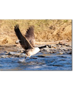 Canada Goose taking Flight