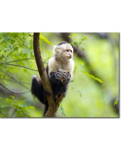Capuchin Monkey feeding in an Acacia Tree