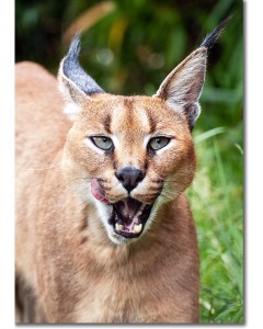Caracal Close-up