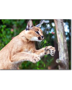 Concentration - amazing skill of a Caracal