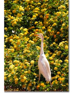 Cattle egret on a butterfly hunt