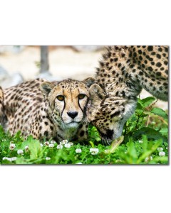 Affectionate Cheetah greeting its sibling