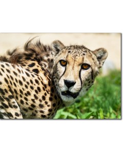 Stealthy Cheetah