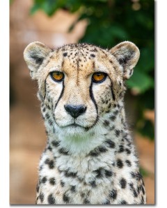 Portrait of a Cheetah