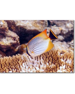 Chevron Butterflyfish nibbling polyps from a Table Coral