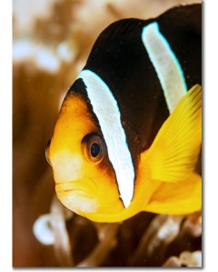 Chocolate Clownfish (anemonefish) peeping out