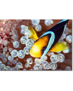 Clark's Anemonefish poster