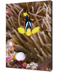 Standing guard - Clark's Anemonefish (clownfish)