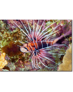 Clearfin Lionfish Close-up